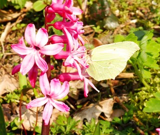 De eerste vlinders Naturentuin