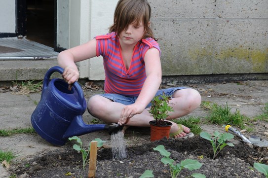 Planten van afrikaantjes