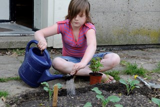 Planten van afrikaantjes