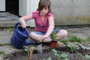Planten van afrikaantjes