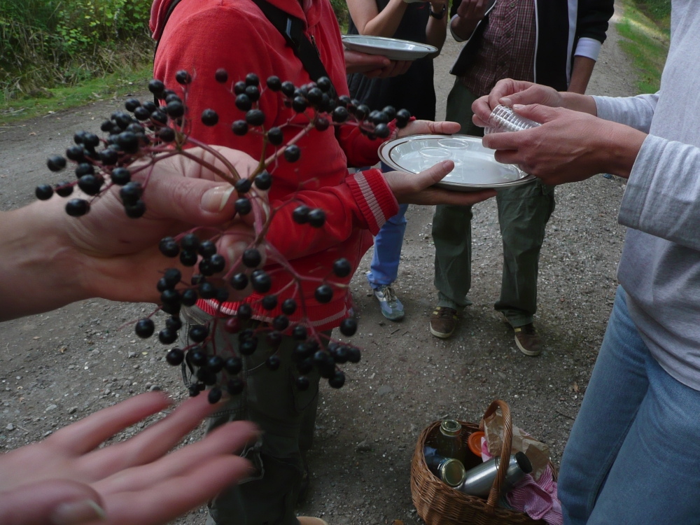 Van duizendblad tot lijsterbes