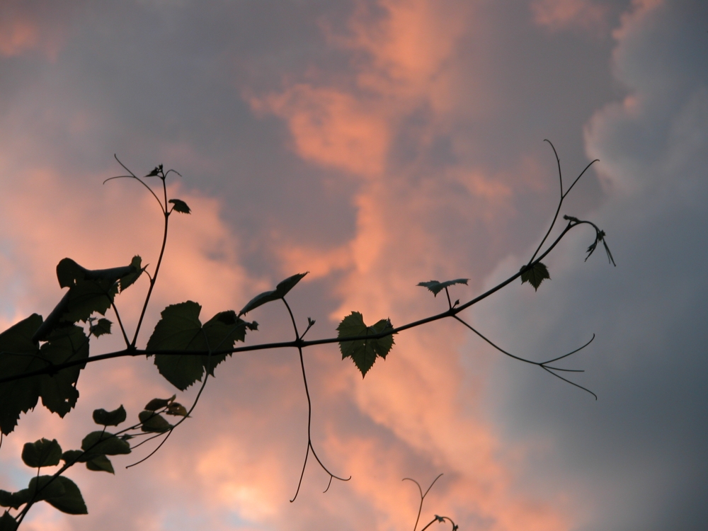 Agenda zomer-najaar 2010