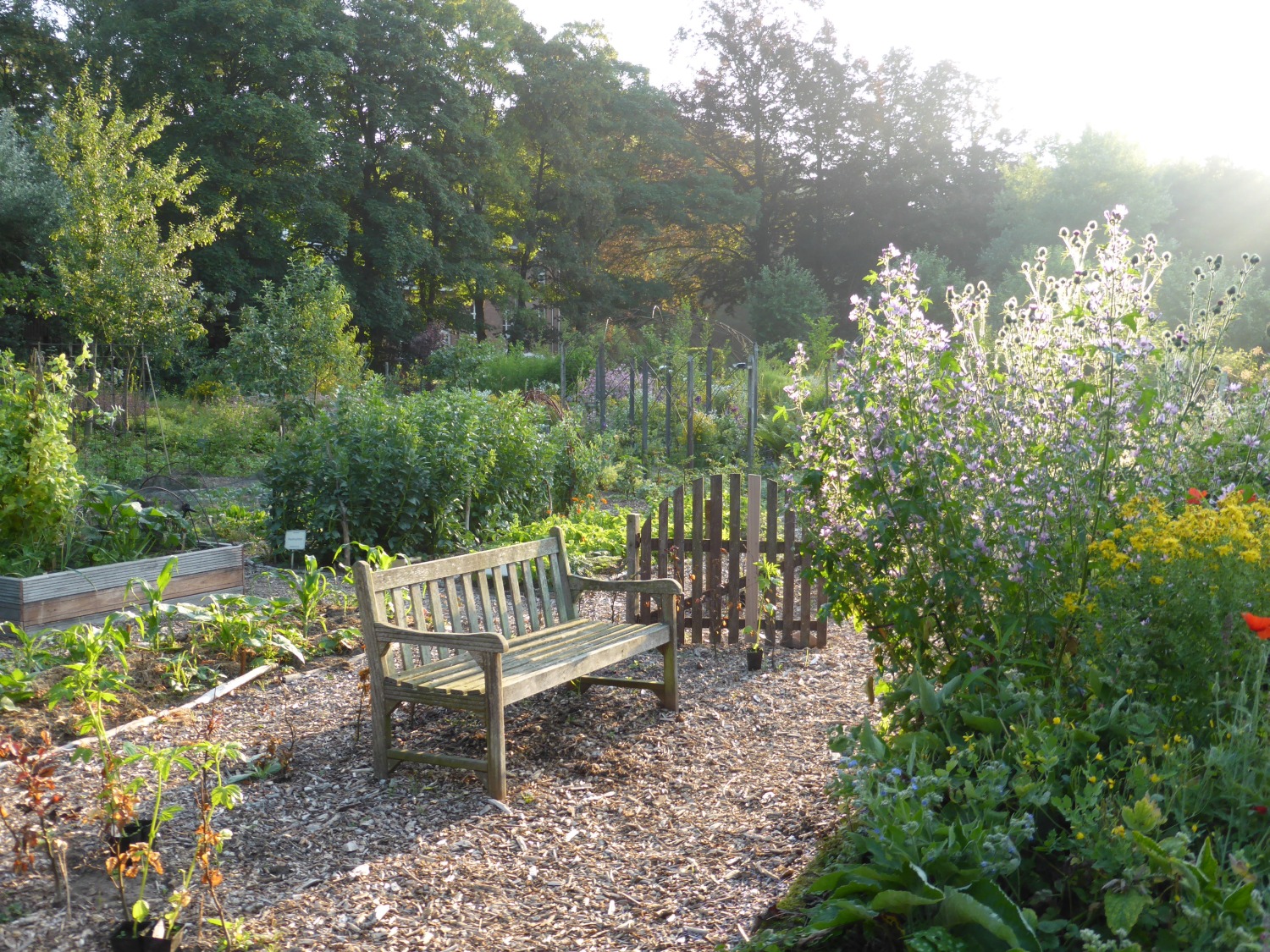 Zomer in de Naturentuin