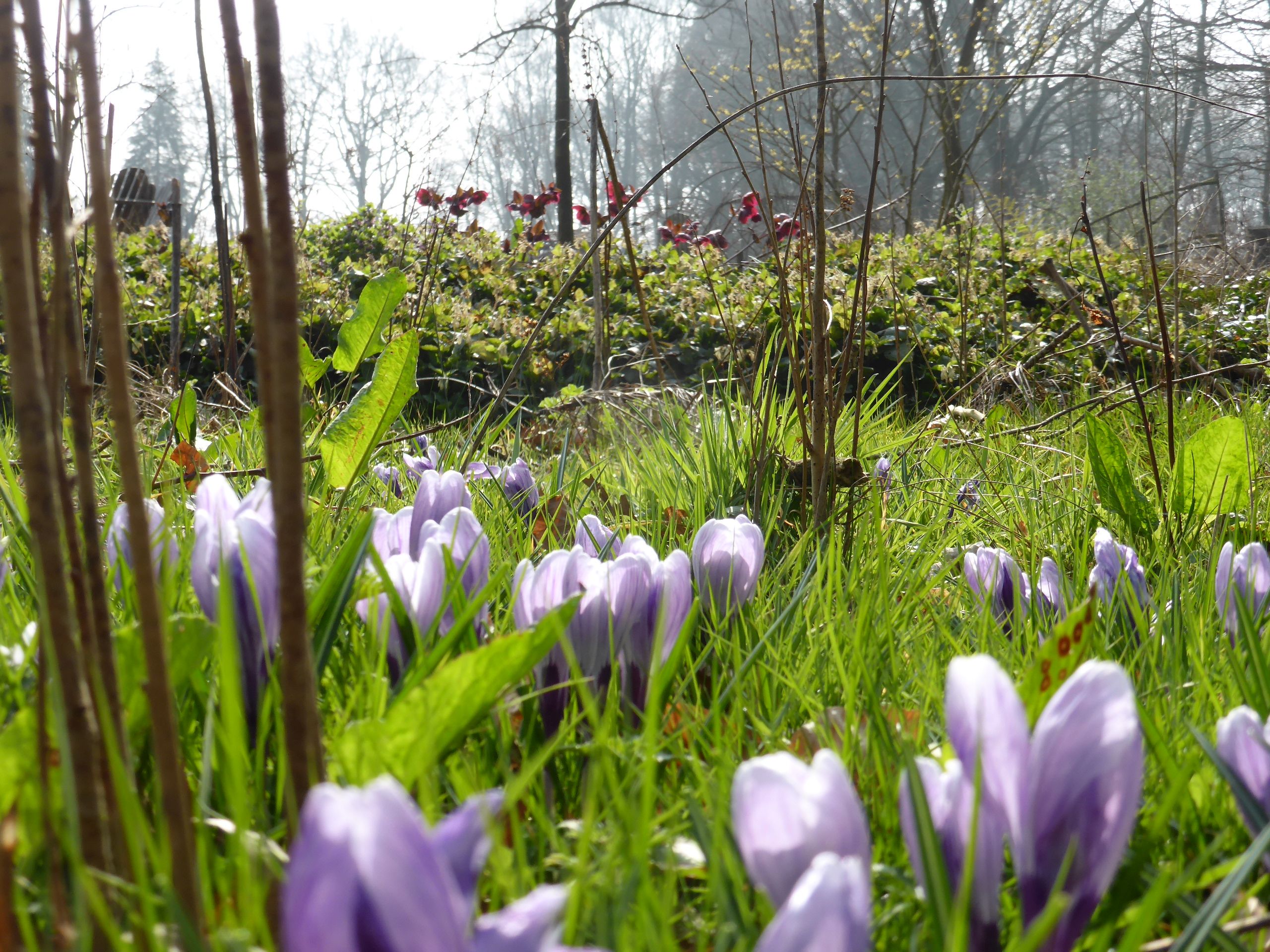 Voorjaar in aantocht !