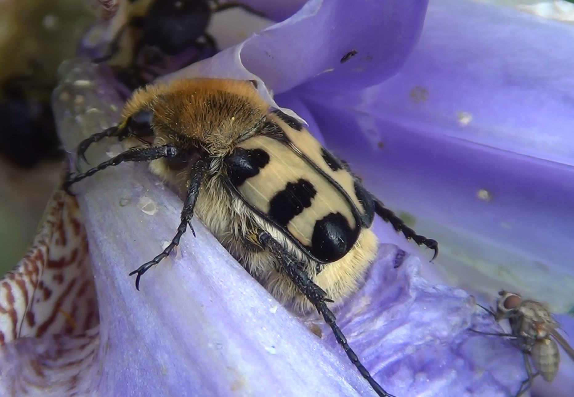 Twee insectenexcursies: over nachtvlinders èn plant-dierrelaties