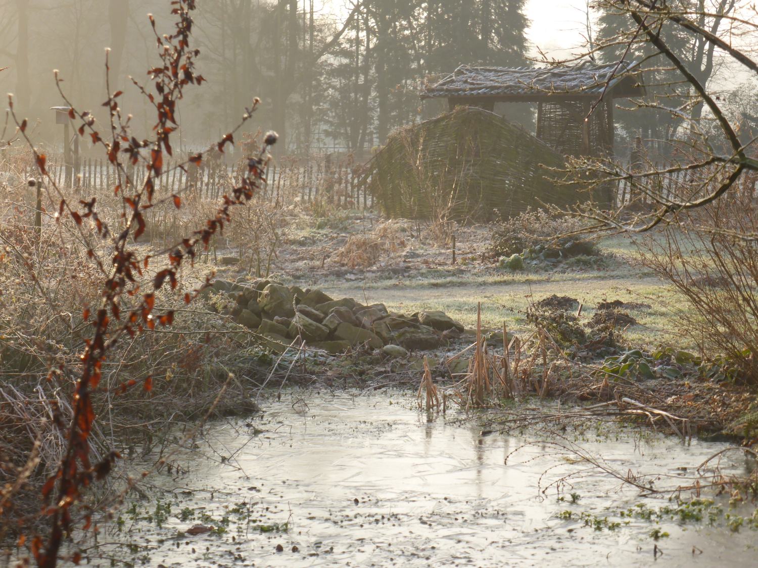 Naturentuin-winterwens