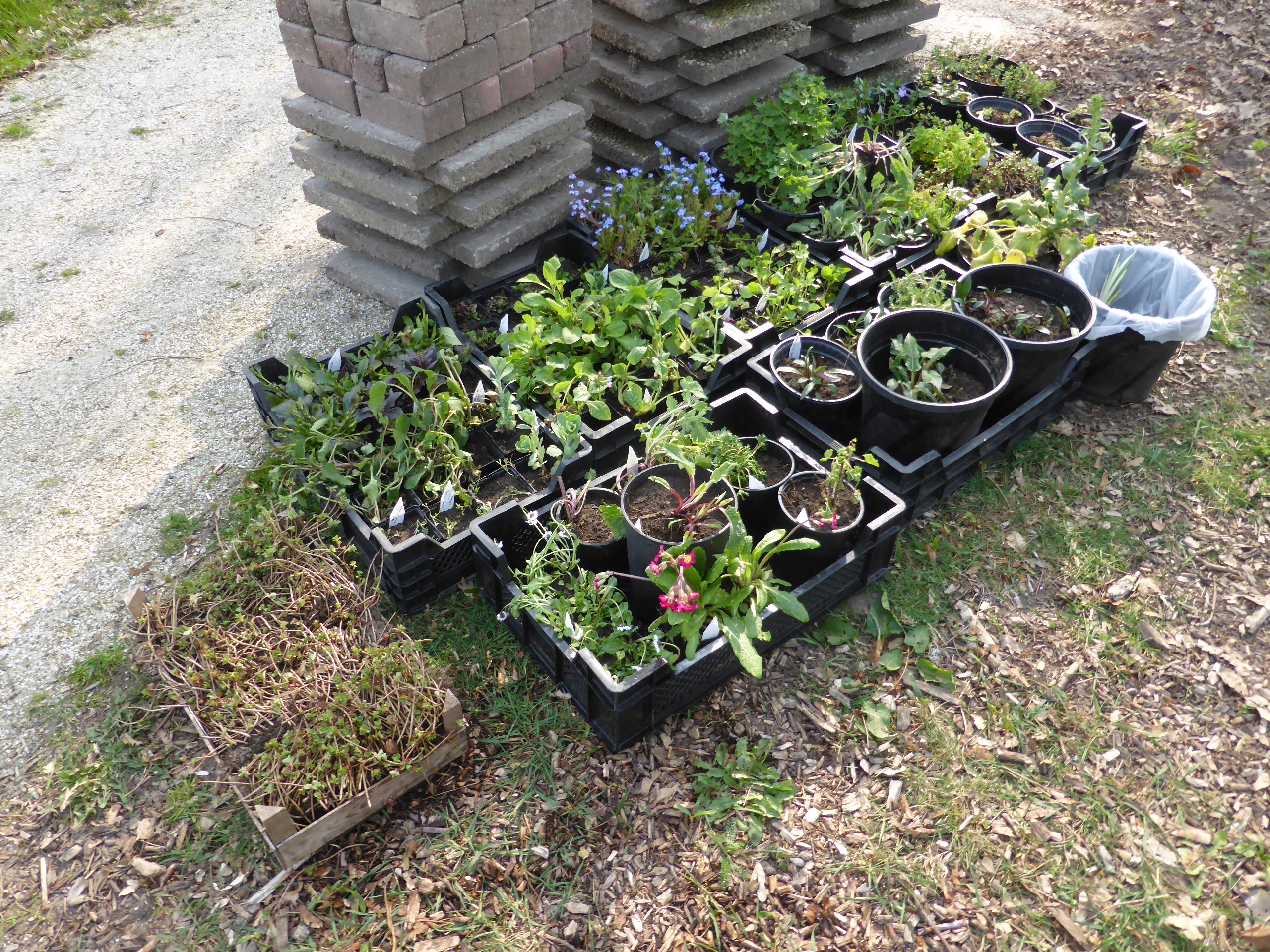 Verkoop van twee- en meerjarige planten