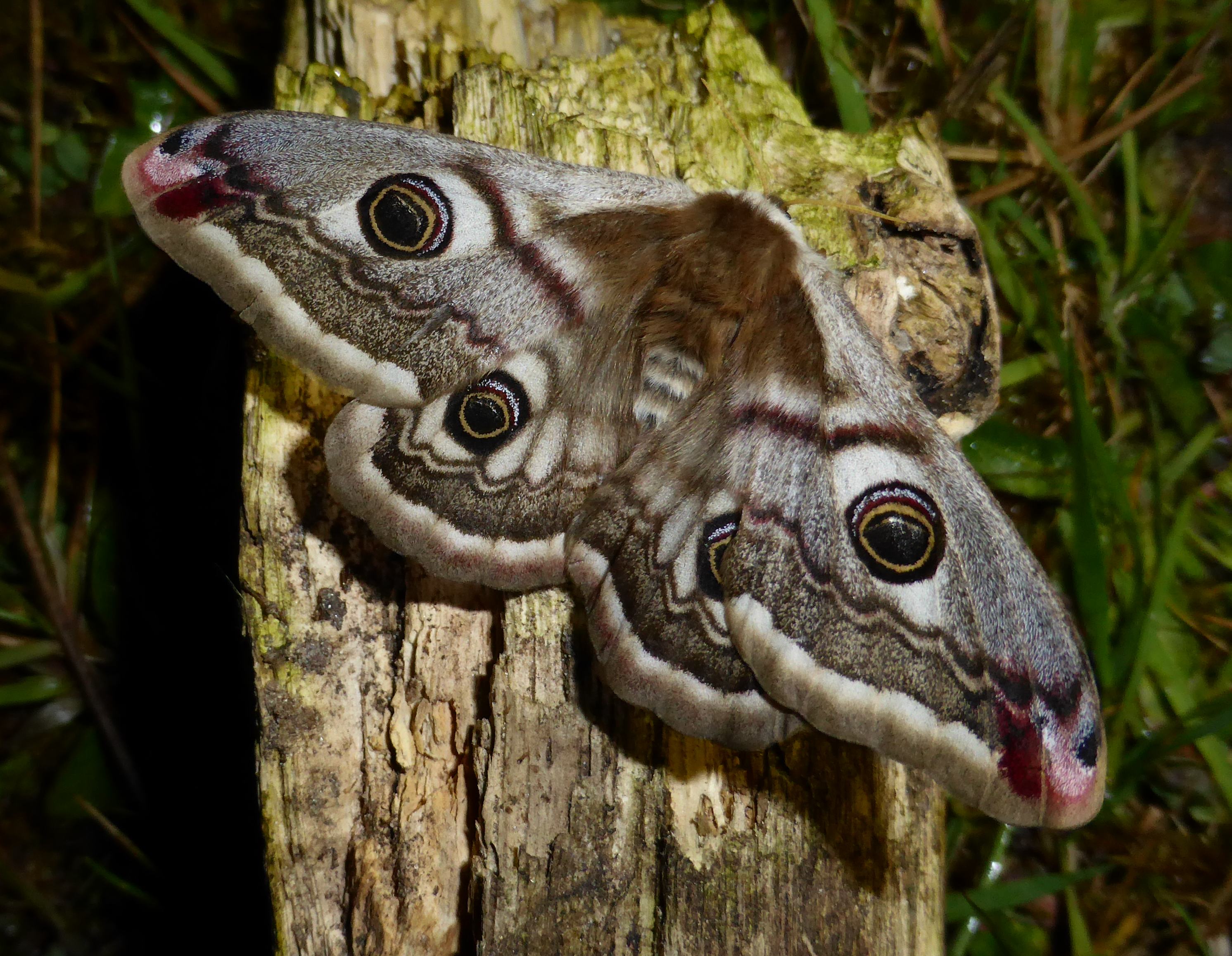 Genieten van ongeziene gasten: Nachtvlinderavond 
