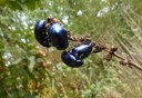 Insectenexcursie 2