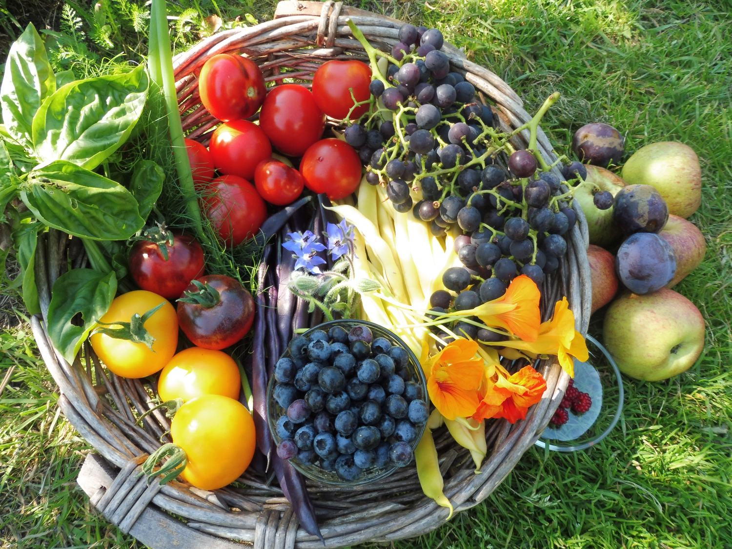 Cursussen Ecologisch moestuinieren