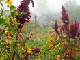ecologische najaarstuin