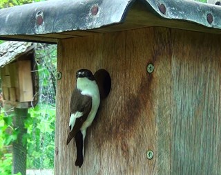 Bonte vliegenvanger Naturentuin