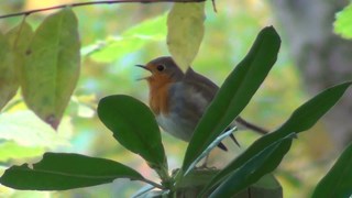 Roodborst Naturentuin