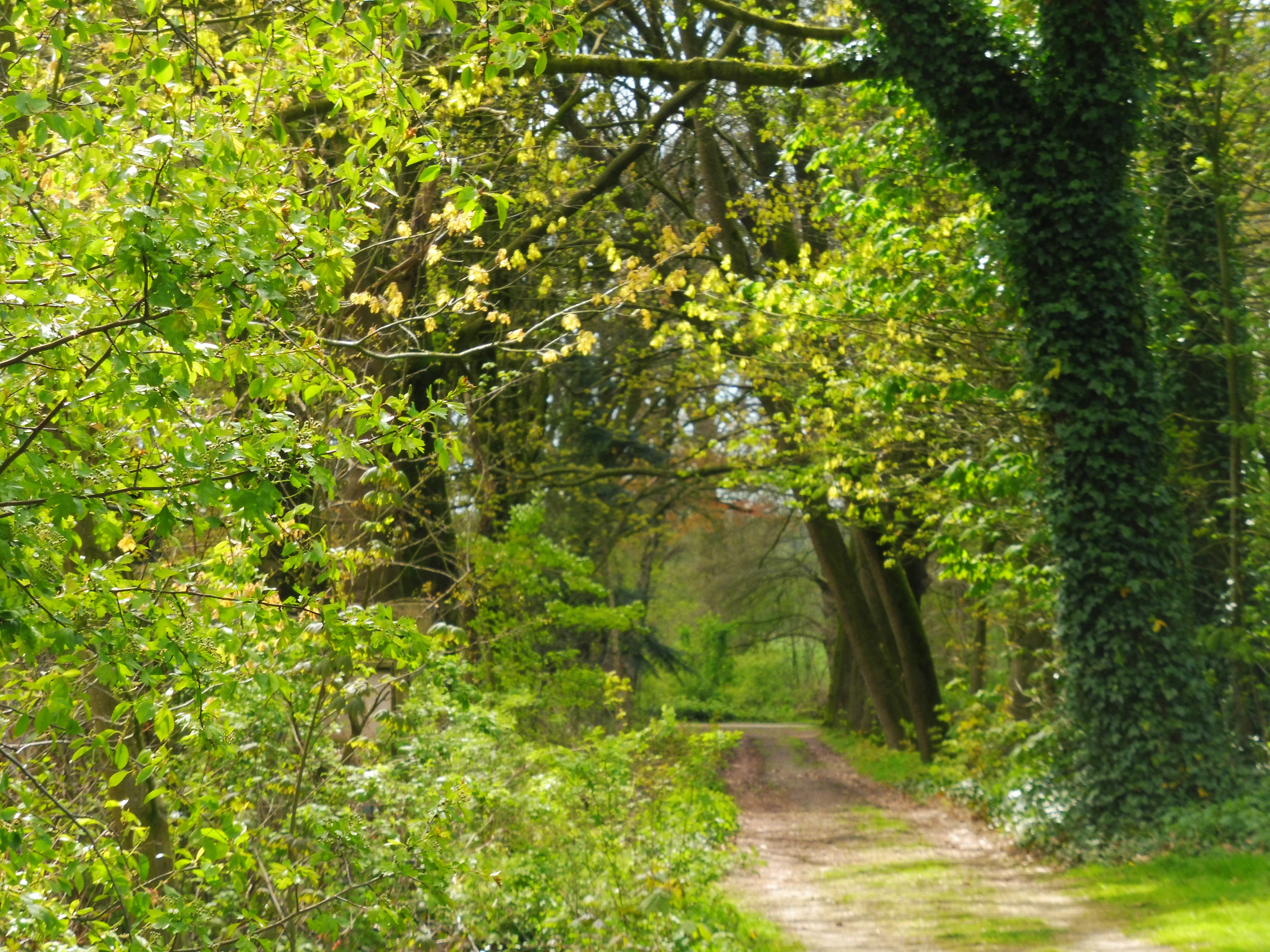 Bomen- en onkruidwandeling vanuit de Naturentuin