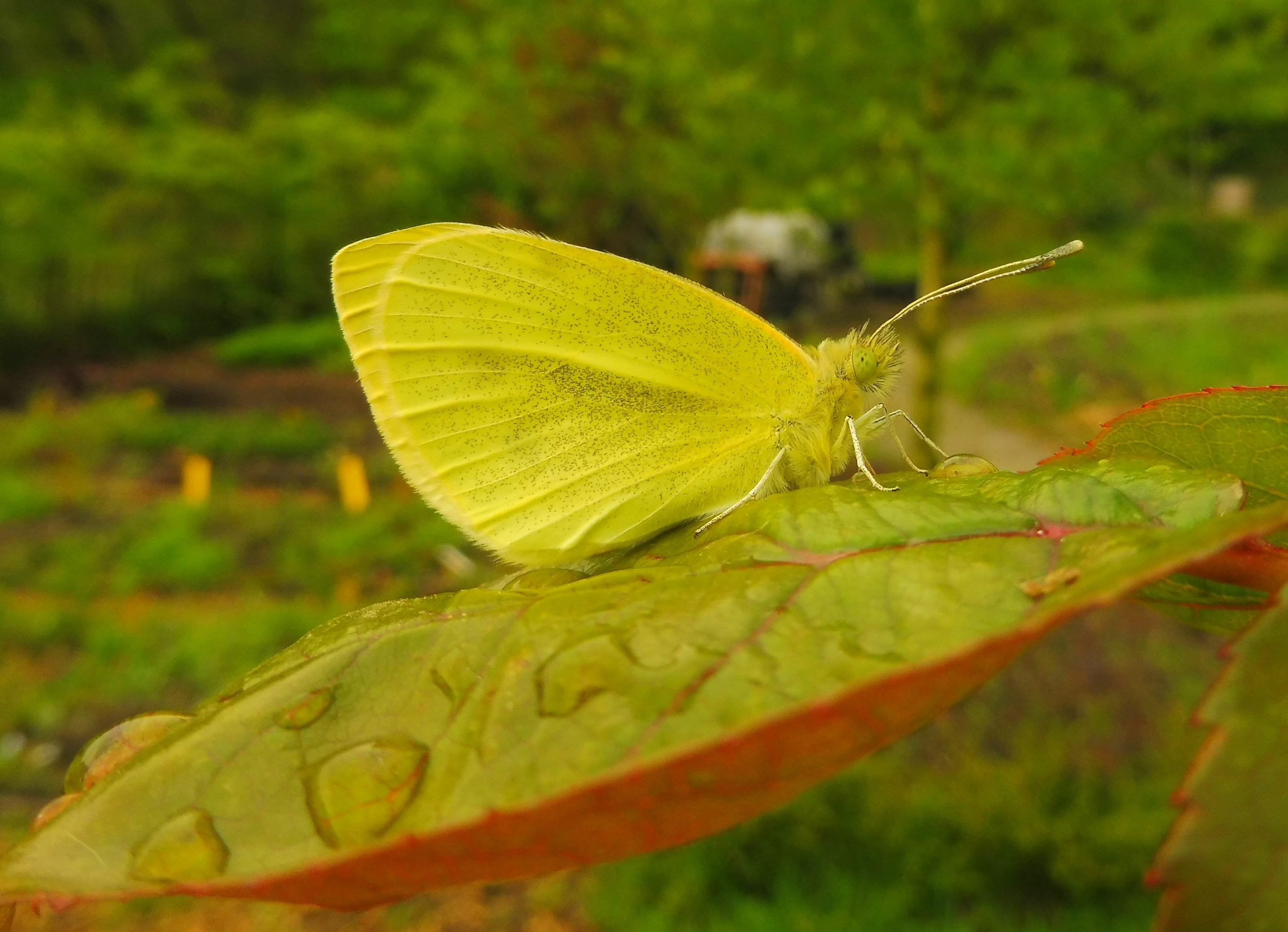 Vlinder- en libellenexcursie 