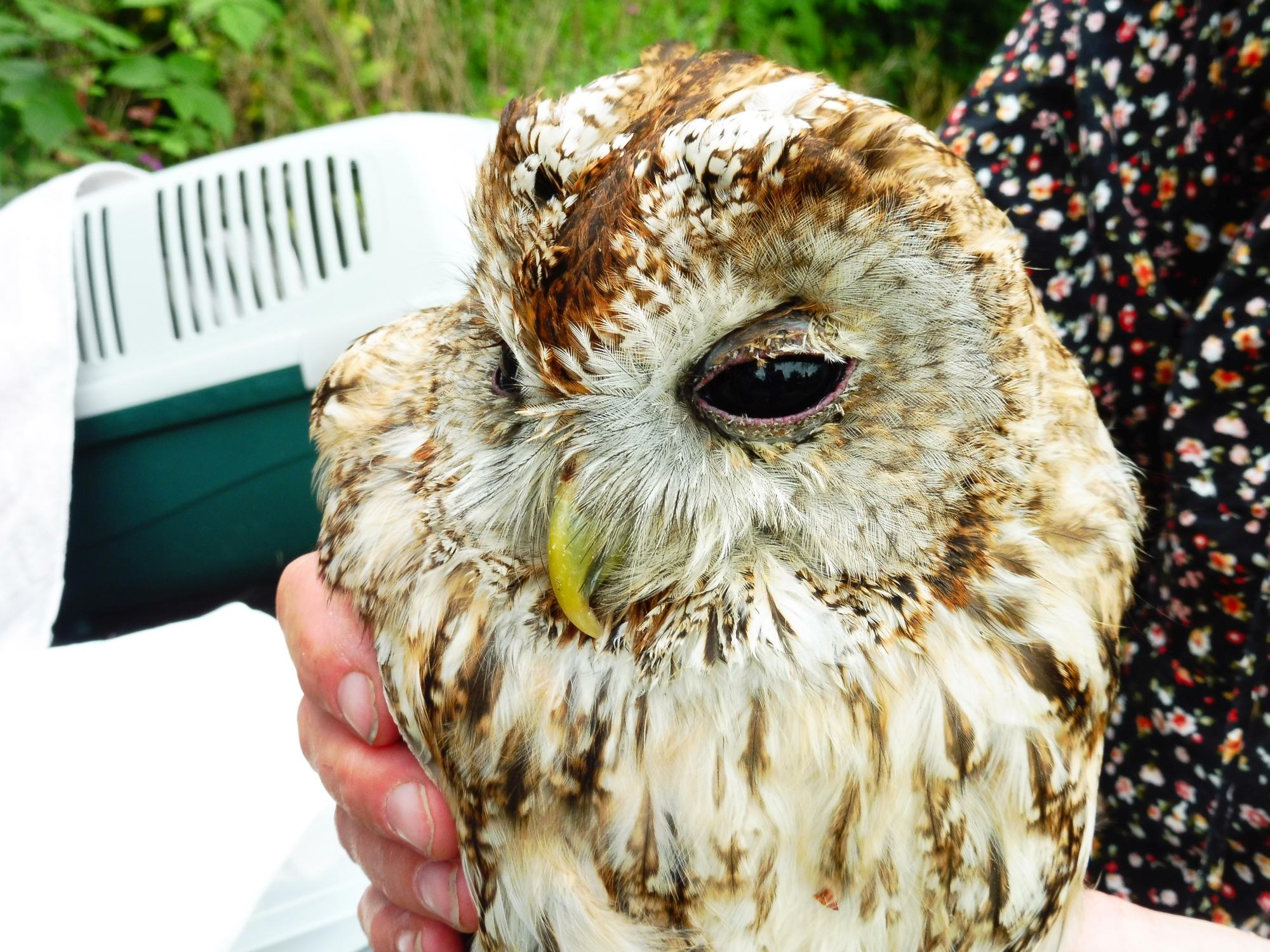 Bosuil met donorveren in de bosuilenkast