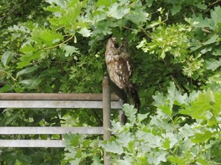 Bosuil Naturentuin op de stoel