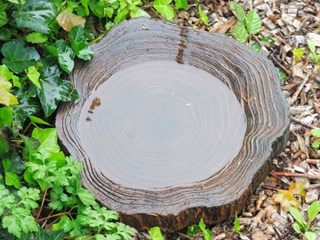 Vogelbadje boomschijf Naturentuin 4