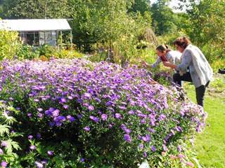 Herfstasters Naturentuin 1