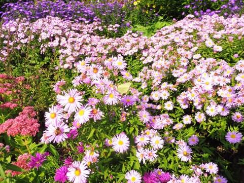 Herfstasters Naturentuin 2