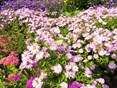 Herfstasters Naturentuin 2