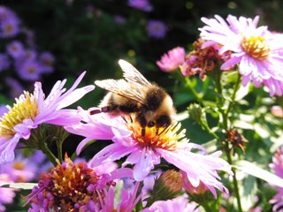 Herfstasters Naturentuin 3