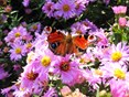Herfstasters Naturentuin 4