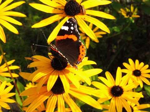 Herfstasters Naturentuin 4a