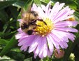 Hommel op herfstaster in de  Naturentuin