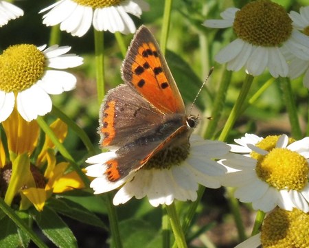 Vuurvlinder op moederkruid in de Naturentuin