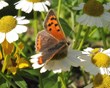 Vuurvlinder op moederkruid in de Naturentuin