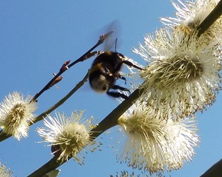 Bijen en hommels Naturentuin