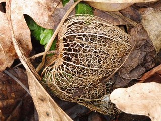 Mooie winerskeletten Naturentuin