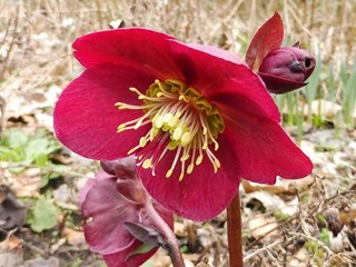 Kleurige helleborussen Naturentuin