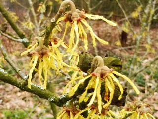 Toverhazelaar Naturentuin