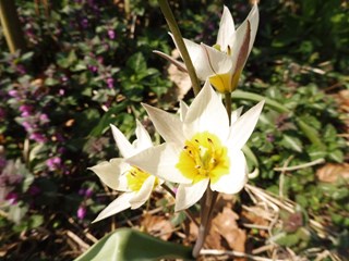 Turkse tulpjes Naturentuin