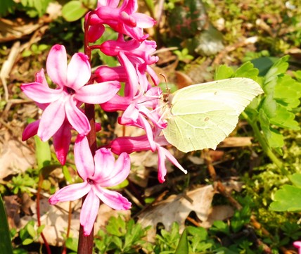 De eerste vlinders Naturentuin