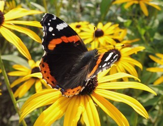 Atalanta op rudbeckia in de Naturentuin