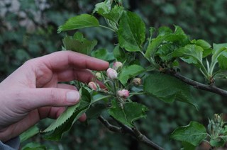 Natuurlijk aanwezig 02a