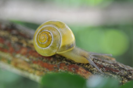 Natuurlijk aanwezig 04