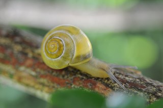 Natuurlijk aanwezig 04