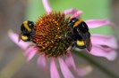 Natuurlijk aanwezig 05a