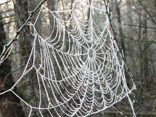 Natuurlijk aanwezig 08