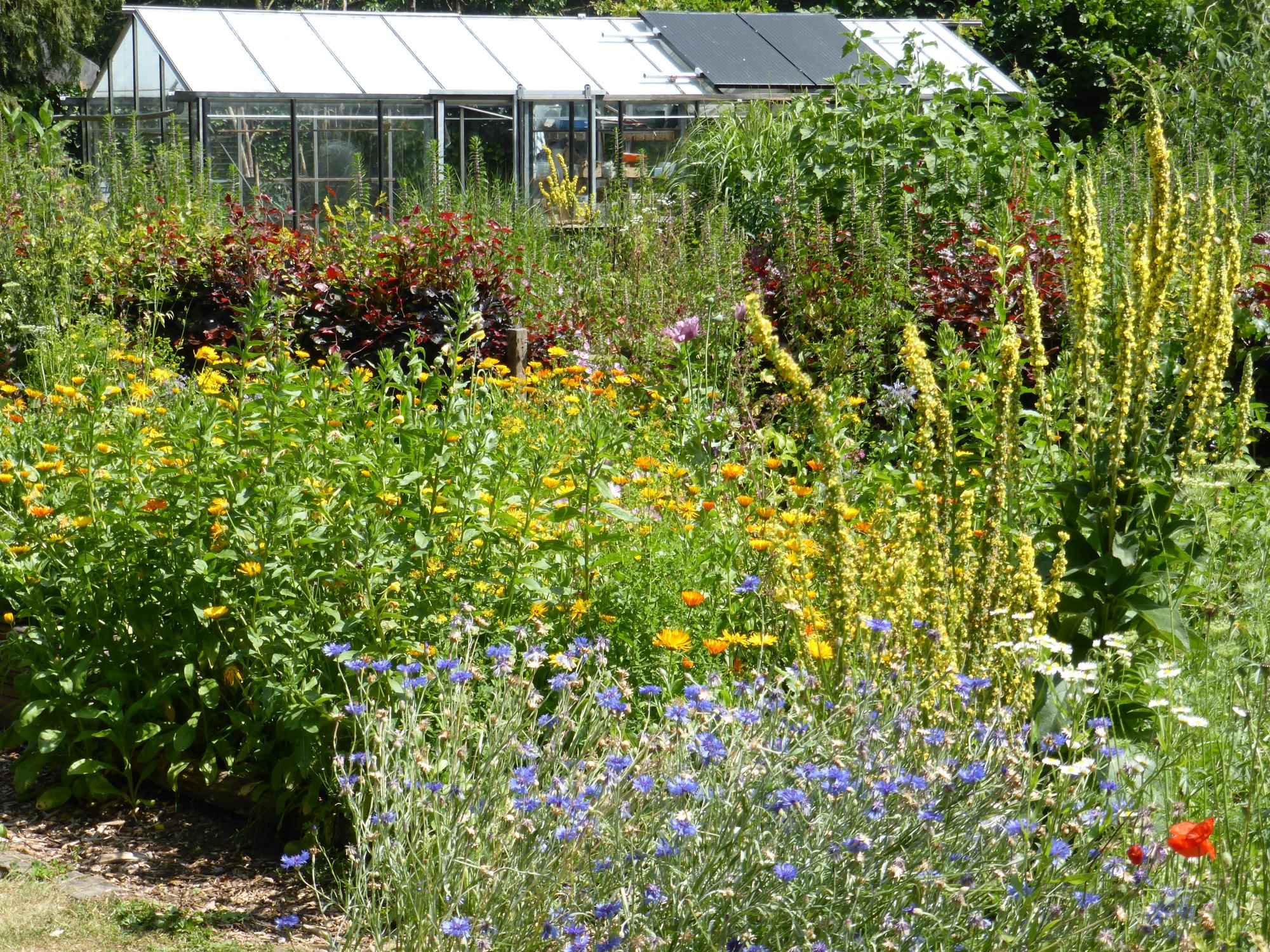 Hoe de Naturentuin zich houdt bij deze extreme droogte, begin juli