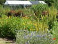 Droogte Naturentuin 27-6