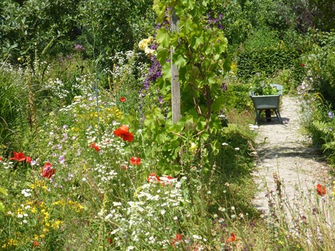 Droogte Naturentuin 27-6 1