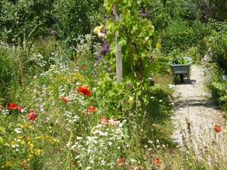 Droogte Naturentuin 27-6 1
