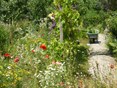 Droogte Naturentuin 27-6 1