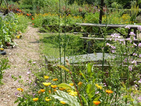 Droogte Naturentuin 27-6 3