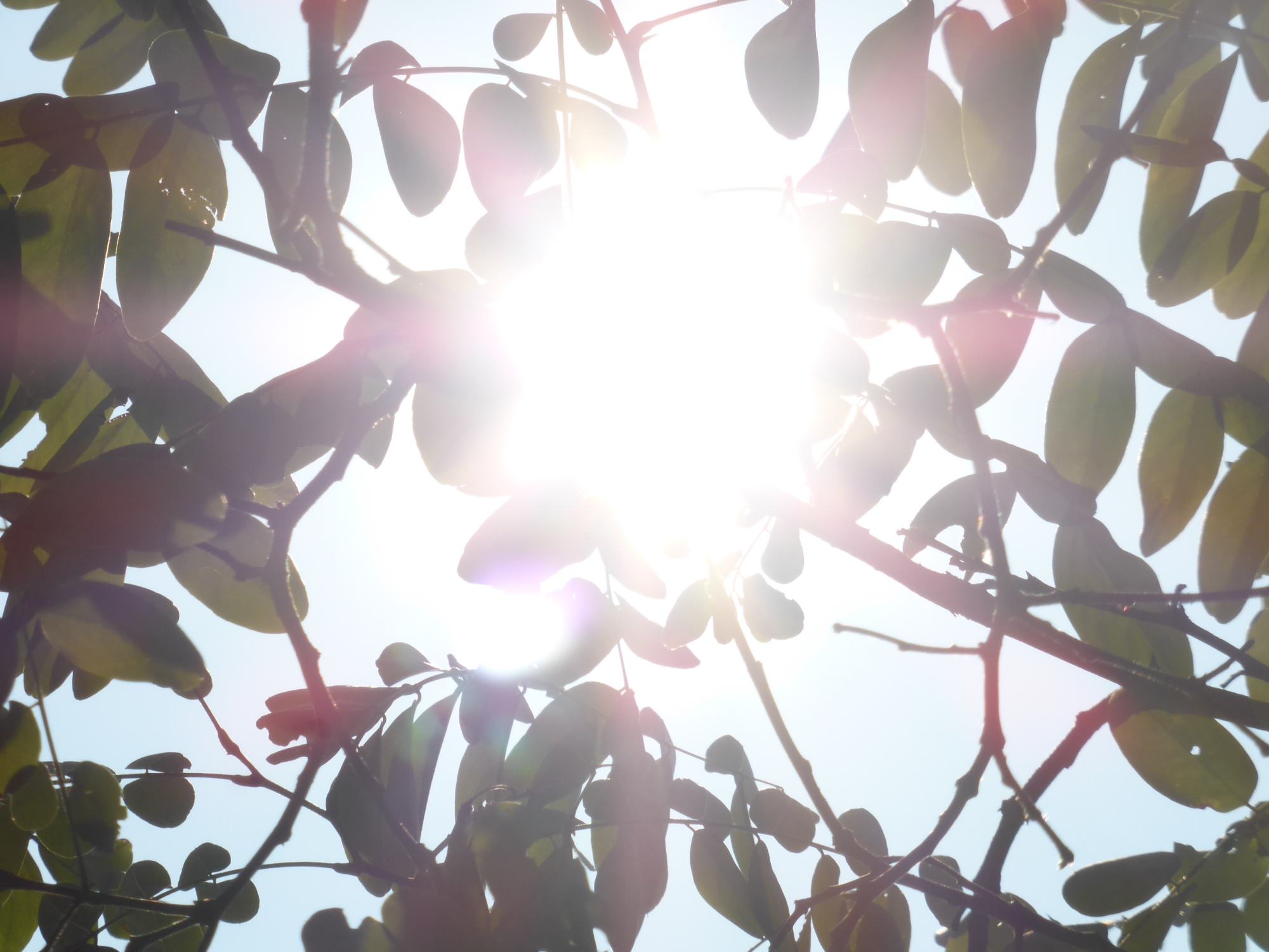 Zinderende zomer in de Naturentuin